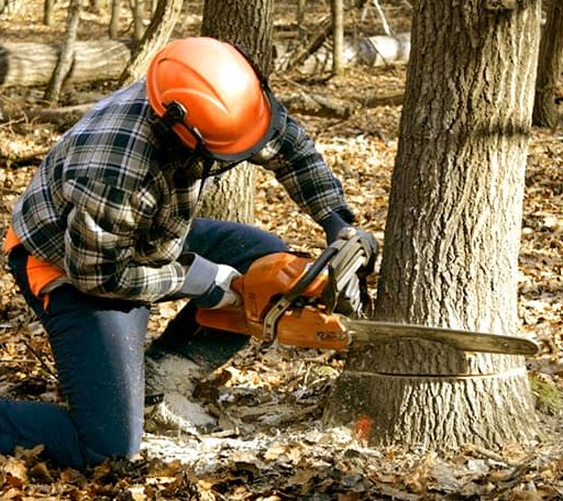 Tree Removal in Rosebud, TX